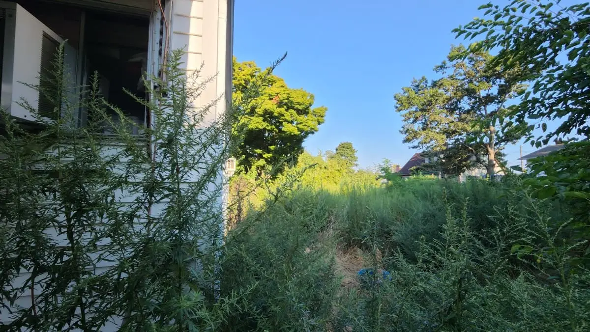 Selling a house with a failed cesspool in Brentwood: side yard gone wild with tall weeds and shrubs